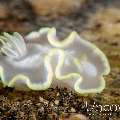 Nudibranch