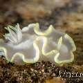 Nudibranch, photo taken in Indonesia, North Sulawesi, Lembeh Strait, Surprise