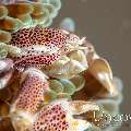 Spotted porcelain crab (Neopetrolisthes maculatus), photo taken in Indonesia, North Sulawesi, Lembeh Strait, Surprise