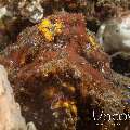 Estuarine Stonefish (Synanceia Horrida)