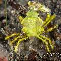 Arrowhead Crab (Huenia heraldica), photo taken in Indonesia, North Sulawesi, Lembeh Strait, Surprise