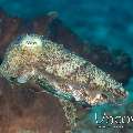 Broadclub Cuttlefish (Sepia Latimanus)