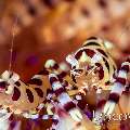 Coleman’s shrimp (Periclimenes colemani), photo taken in Indonesia, North Sulawesi, Lembeh Strait, Pulau Putus