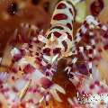 Coleman’s Shrimp (Periclimenes Colemani)