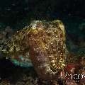 Broadclub Cuttlefish (Sepia Latimanus)