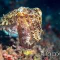 Broadclub cuttlefish (Sepia latimanus), photo taken in Indonesia, North Sulawesi, Lembeh Strait, Pulau Putus
