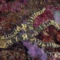 Warty Sea Star (Echinaster Callosus)