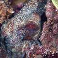 Day Octopus (Octopus Cyanea)