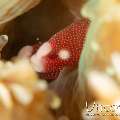 Galaxea Pipefish (Bulbonaricus Brauni)