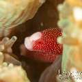 Galaxea Pipefish (Bulbonaricus brauni)