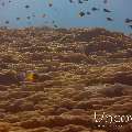 Coral, photo taken in Indonesia, North Sulawesi, Lembeh Strait, Pulau Putus
