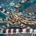 Mimic Octopus (Thaumoctopus Mimicus)