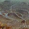 Mimic Octopus (Thaumoctopus Mimicus)