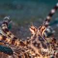 Mimic Octopus (Thaumoctopus mimicus), photo taken in Indonesia, North Sulawesi, Lembeh Strait, Slow Poke