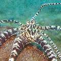 Mimic Octopus (Thaumoctopus Mimicus)