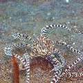 Mimic Octopus (Thaumoctopus Mimicus)