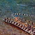 Mimic Octopus (Thaumoctopus Mimicus)