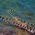 Mimic Octopus (Thaumoctopus mimicus), photo taken in Indonesia, North Sulawesi, Lembeh Strait, Slow Poke