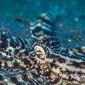 Mimic Octopus (Thaumoctopus Mimicus)