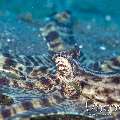 Mimic Octopus (Thaumoctopus Mimicus)