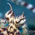 Mimic Octopus (Thaumoctopus Mimicus)