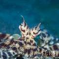 Mimic Octopus (Thaumoctopus Mimicus)