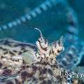 Mimic Octopus (Thaumoctopus Mimicus)