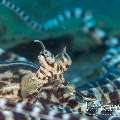 Mimic Octopus (Thaumoctopus Mimicus)