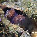 Coconut Octopus (Amphioctopus Marginatus)