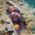 Coconut Octopus (Amphioctopus Marginatus)