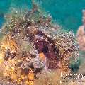 Coconut Octopus (Amphioctopus Marginatus)