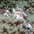 Spotted porcelain crab (Neopetrolisthes maculatus), photo taken in Indonesia, North Sulawesi, Lembeh Strait, Slow Poke