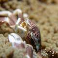 Spotted porcelain crab (Neopetrolisthes maculatus), photo taken in Indonesia, North Sulawesi, Lembeh Strait, Slow Poke