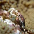 Spotted porcelain crab (Neopetrolisthes maculatus), photo taken in Indonesia, North Sulawesi, Lembeh Strait, Slow Poke