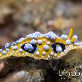 Nudibranch, photo taken in Indonesia, North Sulawesi, Lembeh Strait, Slow Poke
