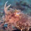 Broadclub cuttlefish (Sepia latimanus)