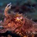 Broadclub Cuttlefish (Sepia Latimanus)