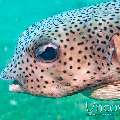 Porcupinefish (Diodon Hystrix)