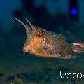 Longhorn Cowfish (Lactoria Cornuta)