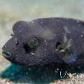 Starry Puffer (Arothron Stellatus)