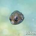 Pufferfish, photo taken in Indonesia, North Sulawesi, Lembeh Strait, Slow Poke