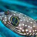 White-spotted Puffer (Arothron Hispidus)