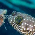 White-spotted Puffer (Arothron Hispidus)