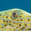 Scribbled Leatherjacket Filefish (Aluterus Scriptus)