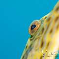 Scribbled Leatherjacket Filefish (Aluterus Scriptus)