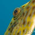 Scribbled Leatherjacket Filefish (Aluterus Scriptus)