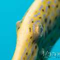 Scribbled Leatherjacket Filefish (Aluterus Scriptus)