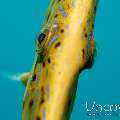Scribbled Leatherjacket Filefish (Aluterus scriptus), photo taken in Indonesia, North Sulawesi, Lembeh Strait, Slow Poke