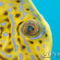 Scribbled Leatherjacket Filefish (Aluterus Scriptus)