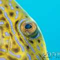 Scribbled Leatherjacket Filefish (Aluterus Scriptus)